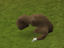 Wild-Kebbit