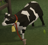 Preisgekrönte Milchkuh