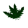 Guam-Blatt