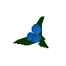 Dwellbeeren