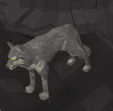 Wolf