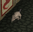 Zombie-Ratte