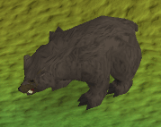 Grizzlybär