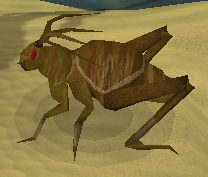 Scabaras-Heuschrecke