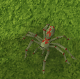 Dschungelspinne