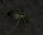 Gruft-Spinne