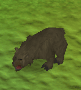 Junger Grizzlybär