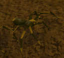 Riesenspinne