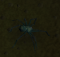 Riesige Gruft-Spinne