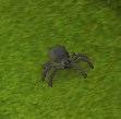 Spinne