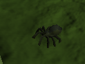 Spinne