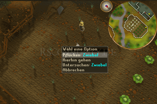 Zwiebel